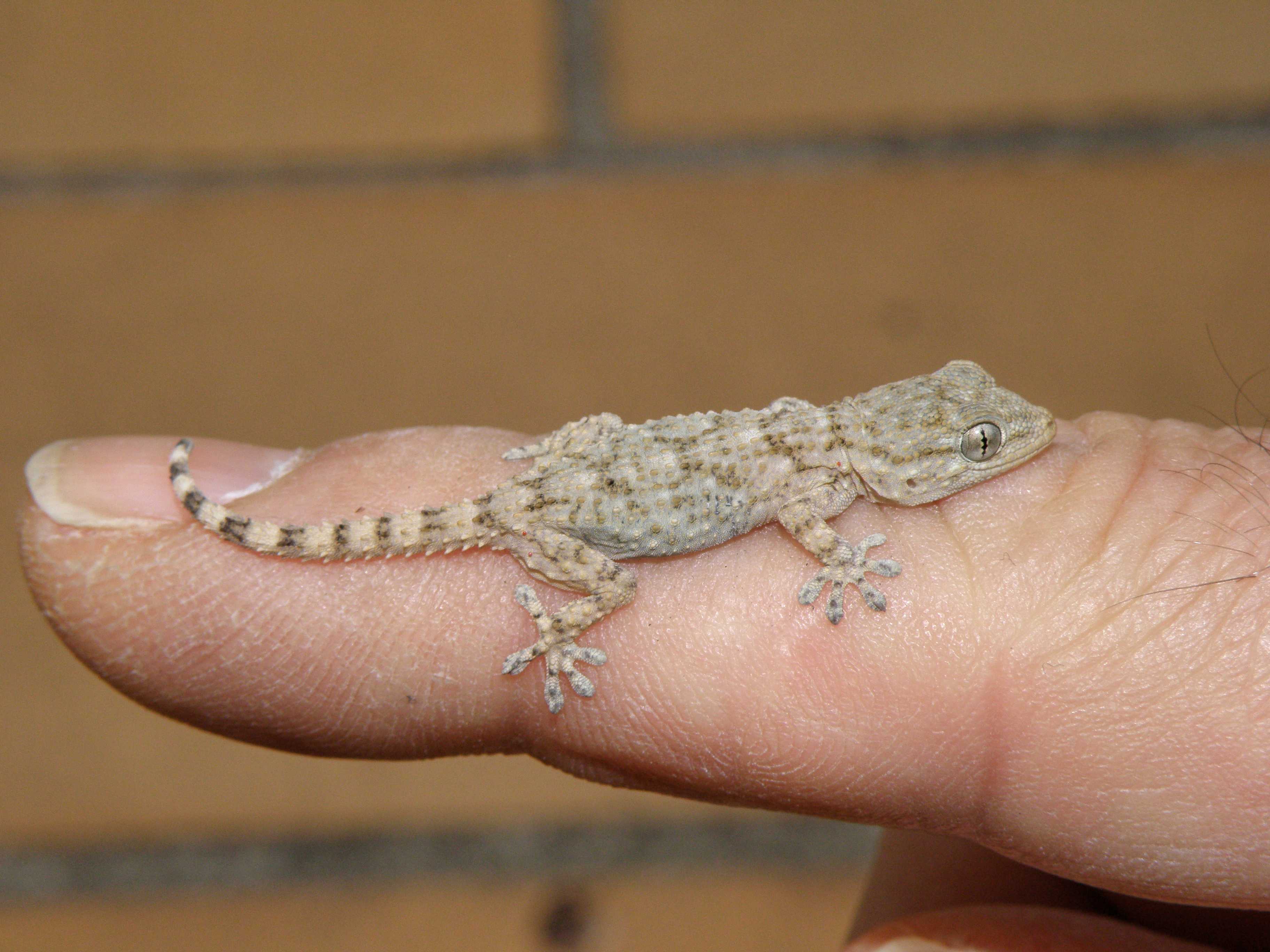 gecko-p2115845-dx6535